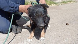 Спасатели Ставрополья помогли достать щенка из щели между гаражами