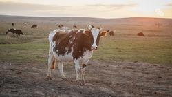 На новой молочной ферме Ставрополья разместят 10 тыс. коров